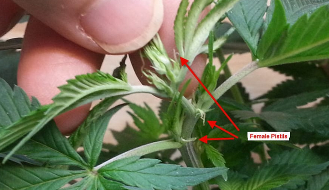 cannabis