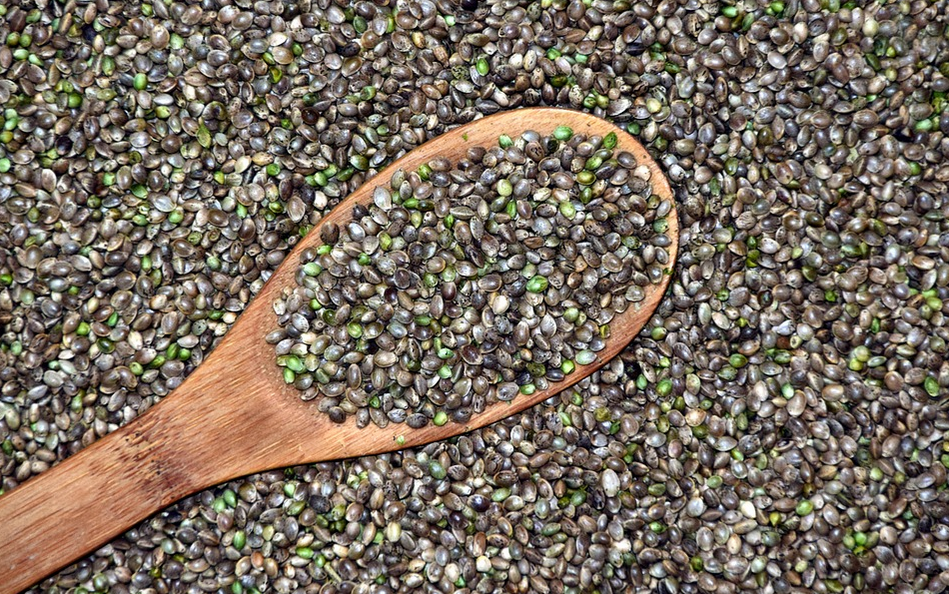 cannabis seed